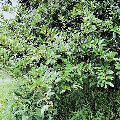 Guayusa – økologisk