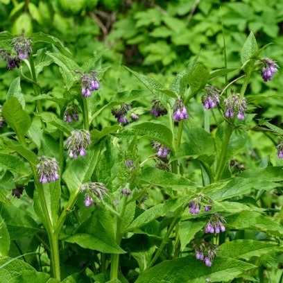 Valurt - overjordisk del 