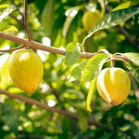 Lucuma - pulver