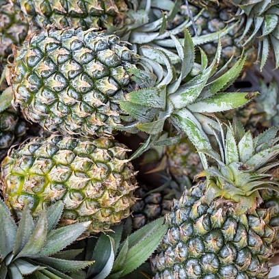 Ananas biter 