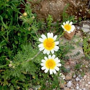 Pellitory hot rot - Akarkara