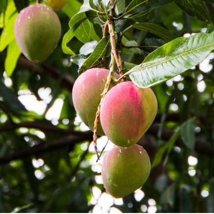 Mango - tørket frukt med sukker