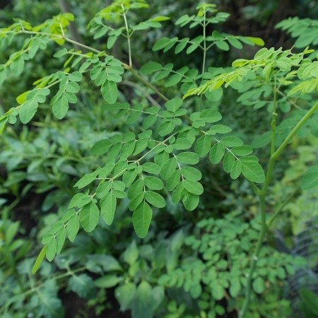 Moringa - pepperrottre blader
