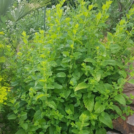 Sitronmelisse (KUN 100g på lager)