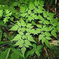 Kinesisk kvann / Dong Quai 