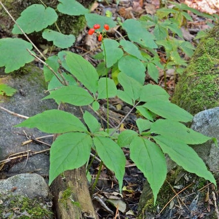 Ginseng rot (rød dampet)