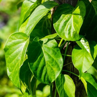 Gymnema (midlertidig utsolgt)