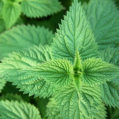 Brennesle rot (Urtica dioica) – pulver | Urter og urteprodukter av god ...